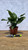 AGLAONEMA 8" MARIA EM BEAUTY